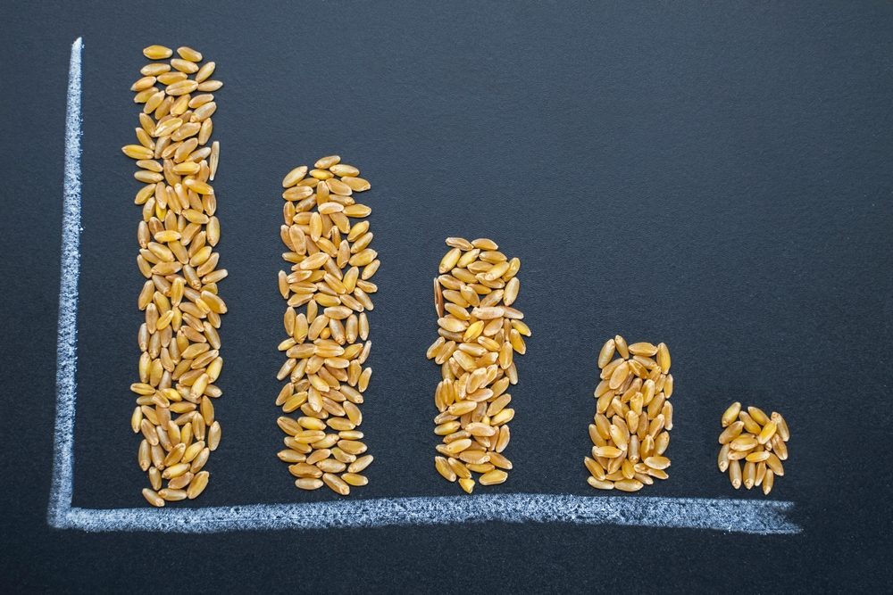 Grains of wheat arranged on a chalkboard as the falling bars of a chart